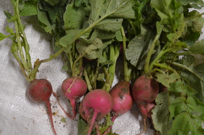 Cherry Belle Radish