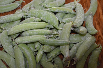 Cascadia Snap Pea